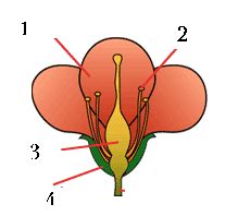 Heredity! Diagram | Quizlet