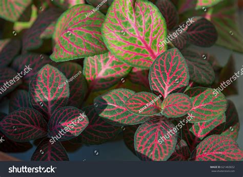 Mosaic Foliage Fittonia Houseplant Nerveplant Red Stock Photo Edit Now