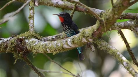 Black Bee Eater Merops Gularis Youtube