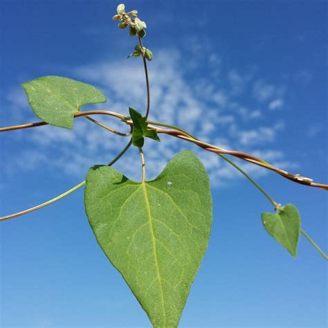 Acker Flügelknöterich Fallopia convolvulus