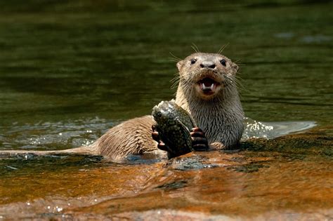 Lontra Longicaudis Lontra Neotropical Ci Ncia Pol Tica I