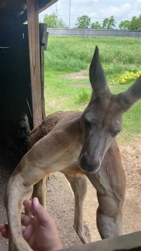 Kangaroo JACKED : r/AbsoluteUnits