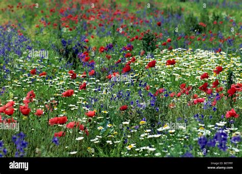 Wildflowers in meadow, Europe Stock Photo - Alamy