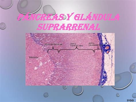 HISTOLOGÍA DEL PÁNCREAS Y GLÁNDULA SUPRARRENAL | Medicina | Histología | uDocz