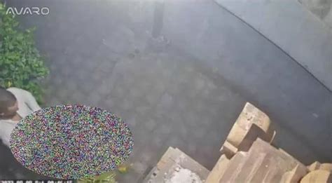 Tourist Deported And Blacklisted After Video Of Sex Act In Stranger S Garden Went Viral Daily Star