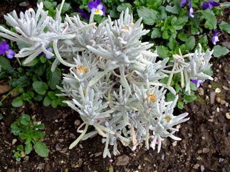 Plantfiles Pictures Cerastium Species Mouse Ear Chickweed Snow In