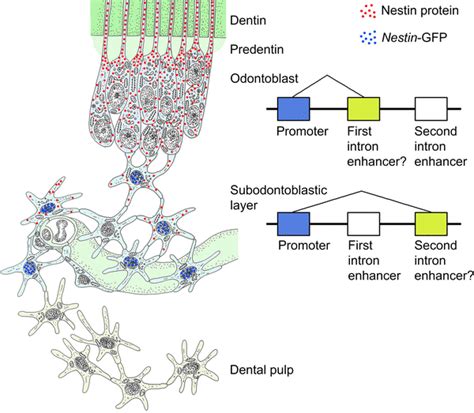 Schematic Drawing Of The Possible Gene Regulatory System Of Nestin In