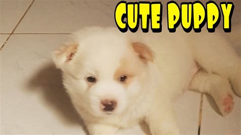 Cute Puppies Youtube