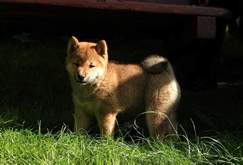 Shiba Inu FCI śliczna dziewczynka gotowa do odbioru Jeżów OLX pl