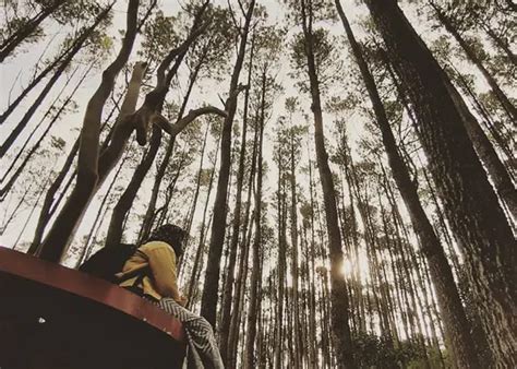 Hutan Pinus Mangunan, Wisata Pepohonan Menjulang ke Langit