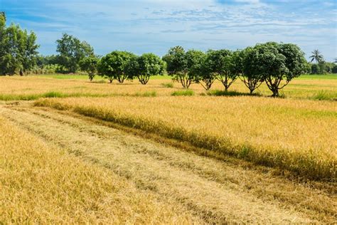 Los Campos De Arroz Se Cosechan Con Cultivadores De Arroz Foto Premium