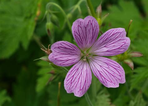 Malva sylvestris - Flower - Photo.net