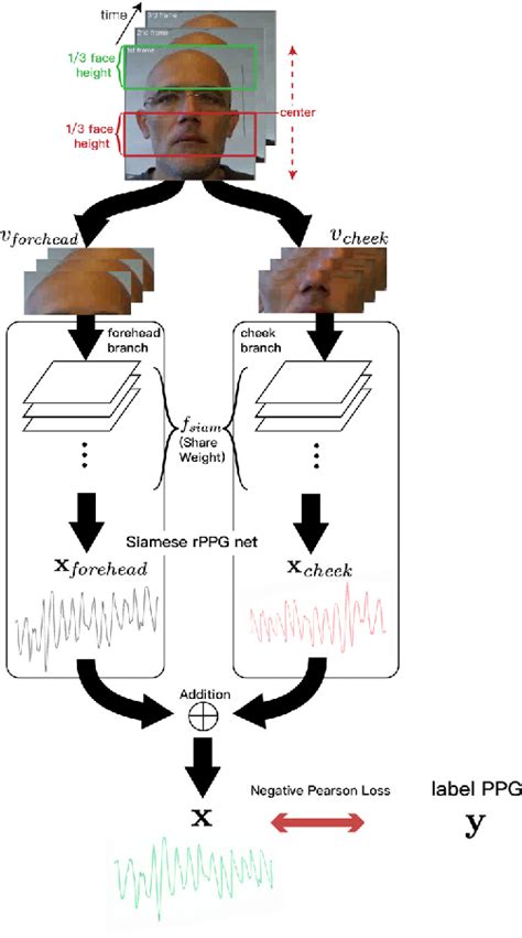 Figure From Siamese Rppg Network Remote Photoplethysmography Signal