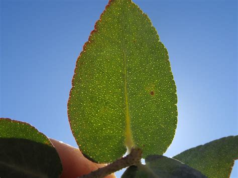 Eucalyptus Nova Anglica Leaf Oil Gland Nt2 Uralla Nsw Harry Rose Flickr