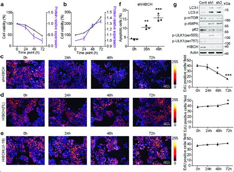 HIBCH Is Involved In CRC Cell Growth In Vitro A B Dynamic Analysis Of