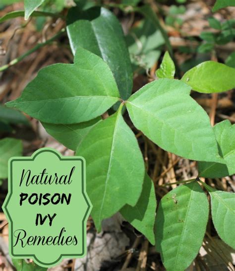 Poison Ivy And Poison Oak Natural Remedies