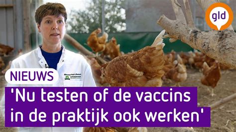 Helpt Vaccineren Van Kippen Tegen Verspreiding Vogelgriep YouTube