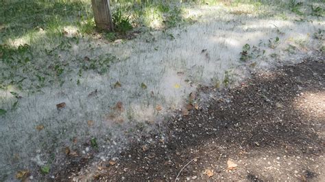 Populus deltoides - Deciduous,Tree,Web page Navigation - Cottonwood ...