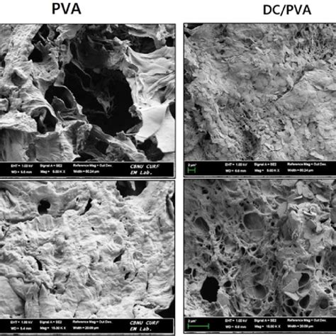 Sem Micrographs Of Pva And Dc Pva Scaffolds Magnification