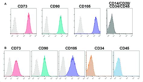 Immunophenotypical Analysis Of Human And Mouse Bm Mscs Mscs Isolated