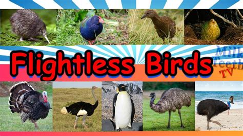 Examples Of Flightless Birds