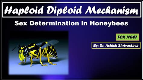 Haploid Diploid Mechanism Sex Determination In Honeybees NEET