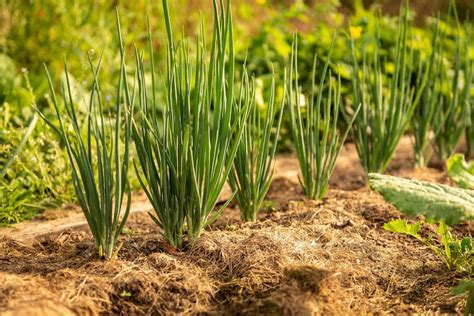 Como Plantar Cebola Direto Na Terra Confira Esse Passo A Passo