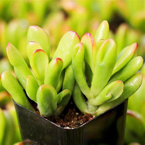 Crassula Tetragona Grow Care And Propagate Guide Jade Plant Care