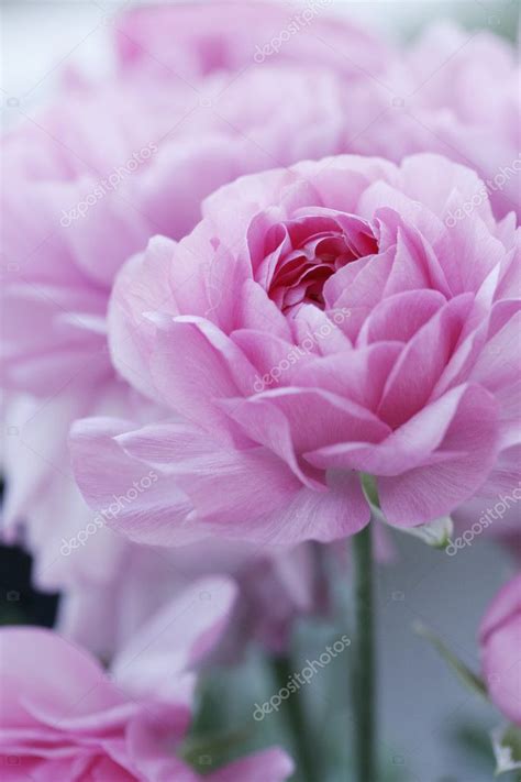 Pastel pink flowers — Stock Photo © livfriis #6362119