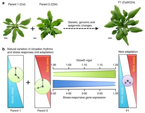 科学网—nature Communications：胁迫响应基因诱导表达时间的自然变异预测种间杂种的杂种优势 郝兆东的博文