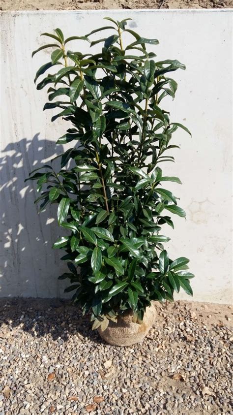 Prunus Laurocerasus Genolia Laurierkers Cm Incl Aanplanten