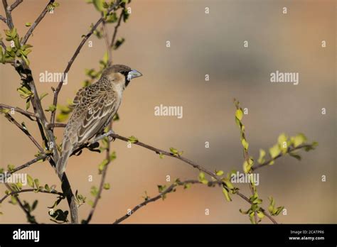 A Sociable Weaver Philetairus Socius Perched On A Tree Branch In The