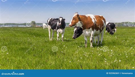 Panorama Of Dutch Holstein Cows Stock Image Image Of Meadow