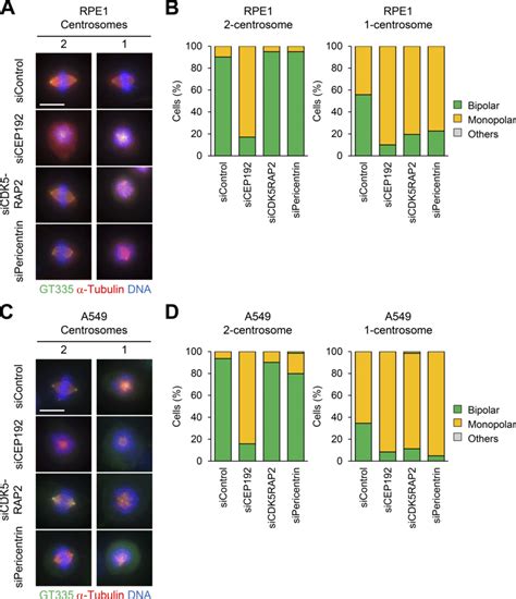 Pericentrin And Cdk5rap2 Are Crucial For Bipolar Spindle Formation Of