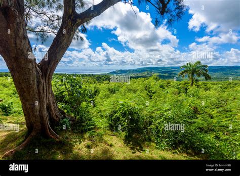 Farley Hill National Park On The Caribbean Island Of Barbados It Is A