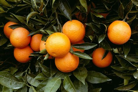 How Long Does It Take To Grow An Orange Tree From A Seed Storables