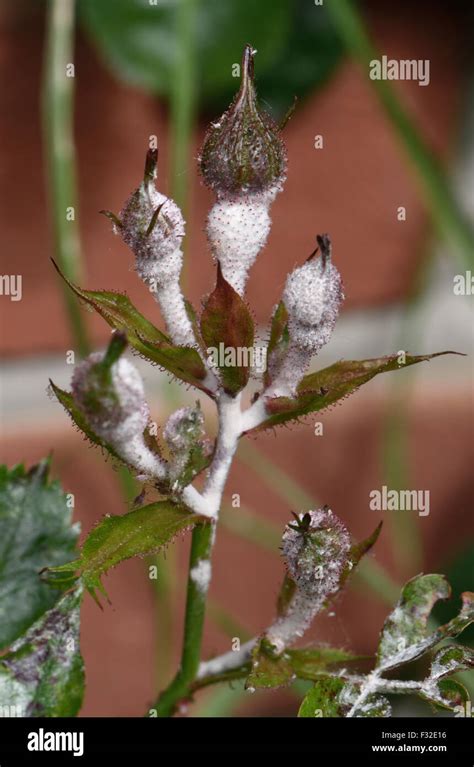 Powdery Mildew Podosphaera Pannosa On Cultivated Rose Rosa Sp