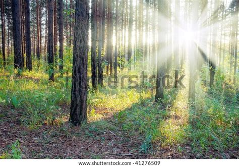 Beautiful Sunset Woods Stock Photo 41276509 | Shutterstock