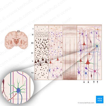 Dendritos Estrutura e função Kenhub