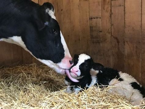 The cow that escaped the slaughterhouse gave birth, and her new baby is ...