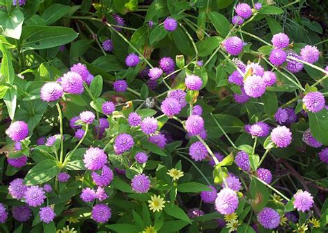 Les Plus Belles Fleurs Mauves Du Jardin