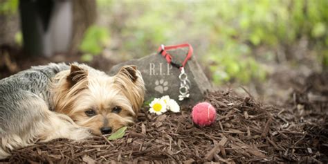 What Do Pet Funeral Services Entail? | Yadkin Valley Pet Funeral Services