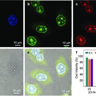 The Mechanisms Of Cellular Uptake Of Gqds Confocal Fluorescent Images