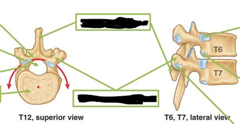 THORACIC VERTEBRAE bone landmarks Diagram | Quizlet