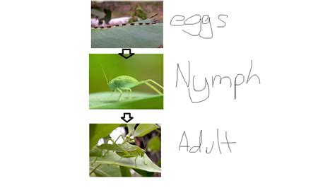 Life Cycle - Garden Katydid