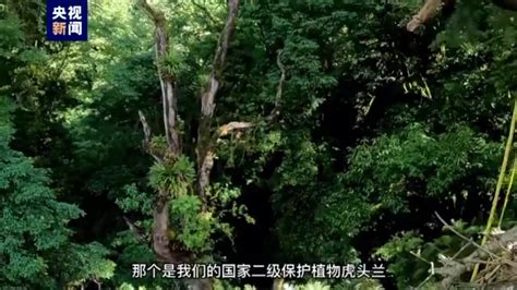 寻找中国巨树丨攀测“空中花园” 科考队员解密巨树独特生物群落我苏网