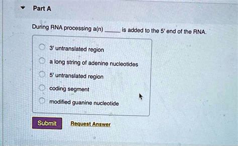 SOLVED Part A During RNA Processing A N Is Added To The 5 End Of The