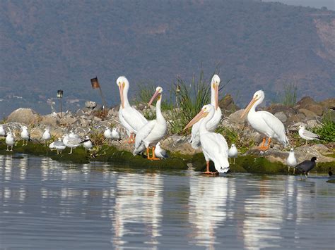 Lake Chapala - Living Lakes Network