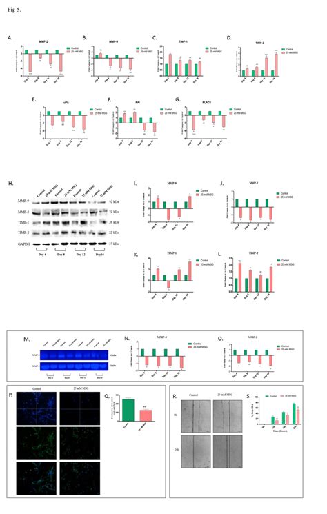 Chronic Stimulation Of MSG In The HTR 8 SV Neo Cells Decreases Their