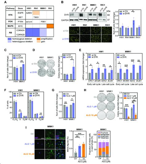 Dyrk1a Inhibition Regulates Proliferation In A Cell Dependent Manner A